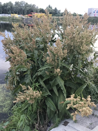 Rumex hydrolapathum (Water Dock)