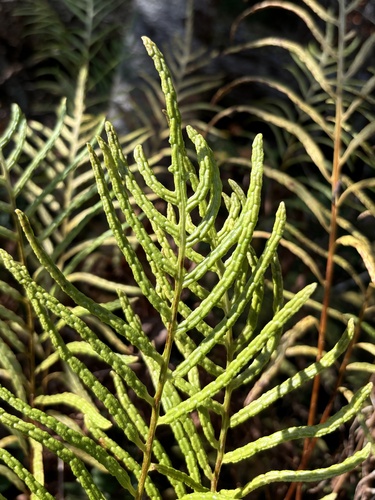 Woodwardia areolata (netted chain fern) (alternate view 2)