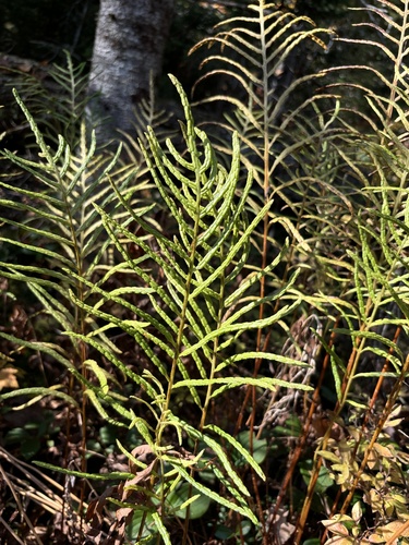 Woodwardia areolata (netted chain fern) (alternate view 3)