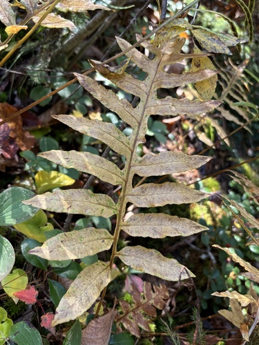 Woodwardia areolata (netted chain fern) (alternate view 5)