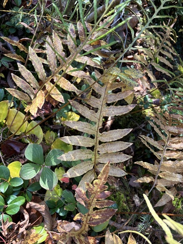 Woodwardia areolata (netted chain fern) (alternate view 4)
