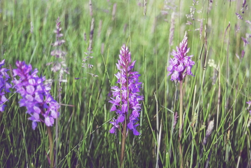 Dactylorhiza maculata (heath spotted orchid)