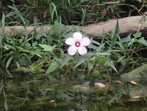 Hibiscus laevis (Halberd-leaf Rosemallow) (alternate view 2)