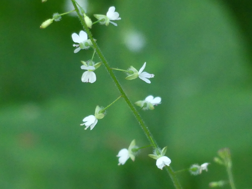 Circaea lutetiana (enchanter's-nightshade)