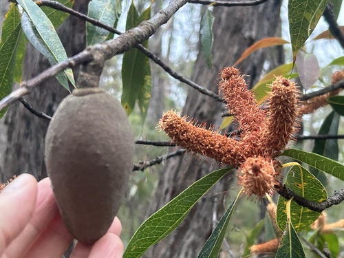 Xylomelum pyriforme (Woody Pear)