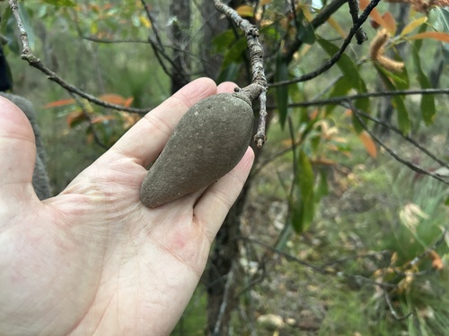 Xylomelum pyriforme (Woody Pear) (alternate view 2)