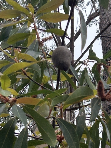 Xylomelum pyriforme (Woody Pear) (alternate view 3)