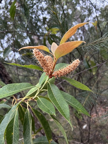 Xylomelum pyriforme (Woody Pear) (alternate view 4)