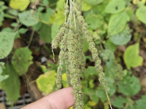 Boehmeria platanifolia (alternate view 4)