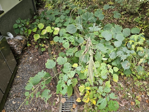 Boehmeria platanifolia (alternate view 6)
