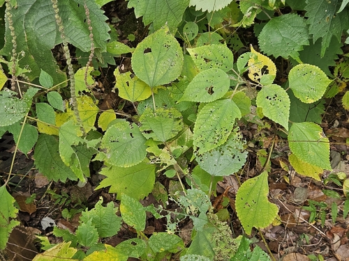 Boehmeria platanifolia (alternate view 7)
