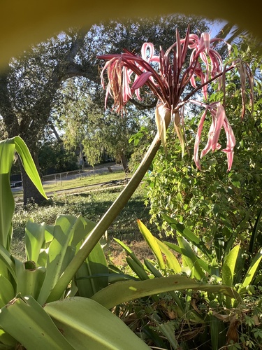 Crinum × amabile (Giant Spider Lily) (alternate view 9)