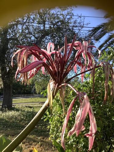 Crinum × amabile (Giant Spider Lily) (alternate view 10)