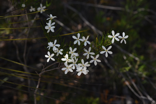 Ricinocarpos pinifolius (Wedding Bush) (alternate view 9)