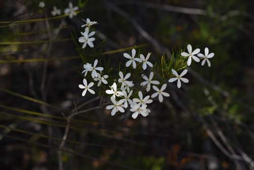 Ricinocarpos pinifolius (Wedding Bush) (alternate view 10)