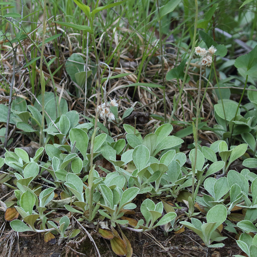 Antennaria plantaginifolia (plantain-leaved pussytoes) (alternate view 6)