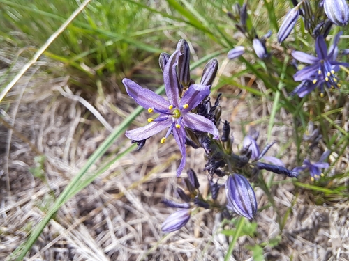 Caesia calliantha (blue grass lily)