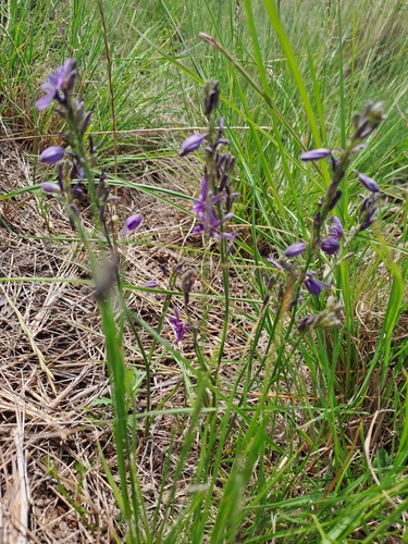 Caesia calliantha (blue grass lily) (alternate view 2)