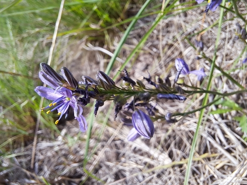 Caesia calliantha (blue grass lily) (alternate view 3)