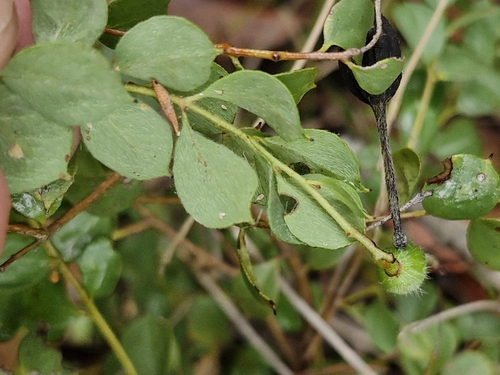 Grevillea mucronulata (Green Spider Flower) (alternate view 3)