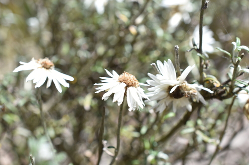 Argentipallium obtusifolium (Blunt everlasting) (alternate view 2)