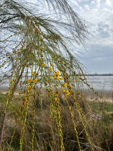 Viminaria juncea (native broom) (alternate view 9)