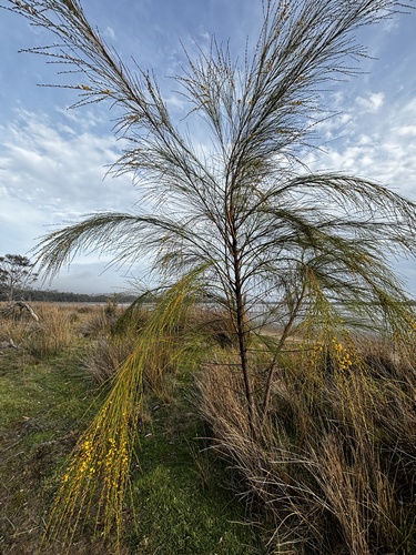 Viminaria juncea (native broom) (alternate view 10)