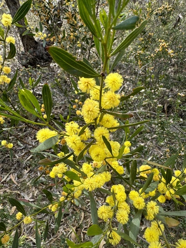 Acacia verniciflua (Varnish Wattle) (alternate view 9)