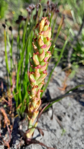 Disa bracteata (Bract Disa) (alternate view 8)