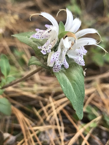 Monarda spp. (Bee Balm Mix) (alternate view 3)