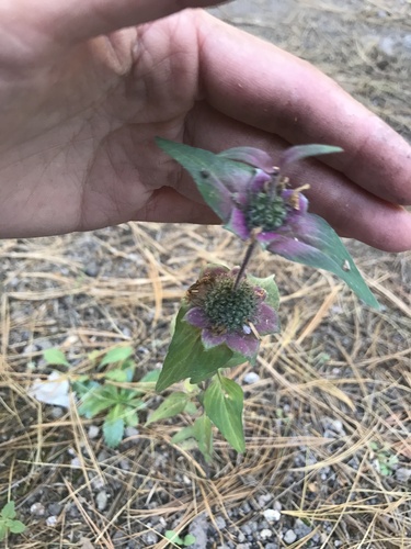 Monarda spp. (Bee Balm Mix) (alternate view 4)