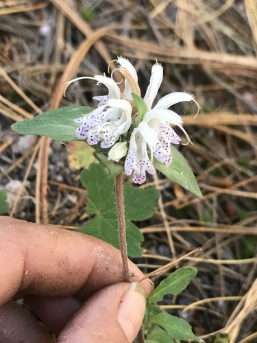 Monarda spp. (Bee Balm Mix) (alternate view 5)