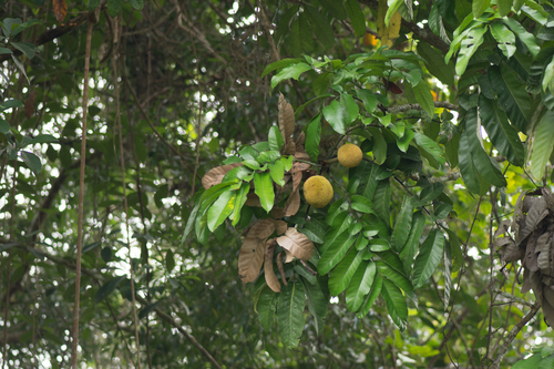 Artocarpus (alternate view 5)