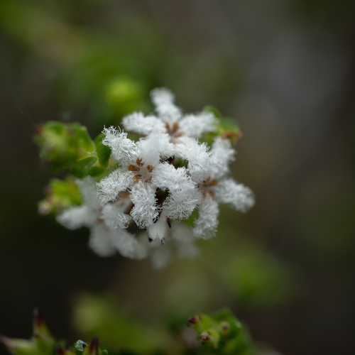 Leucopogon microphyllus (Small-leafed White Beard) (alternate view 2)