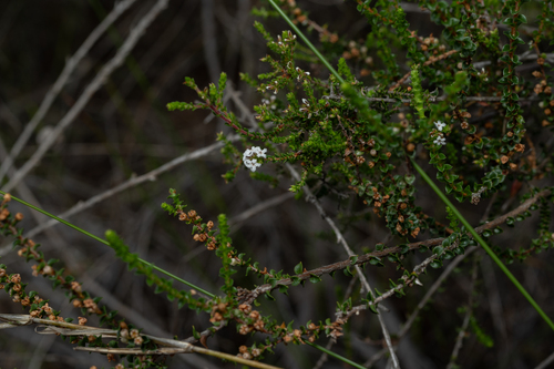 Leucopogon microphyllus (Small-leafed White Beard) (alternate view 3)