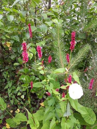 Bistorta amplexicaulis (red bistort)