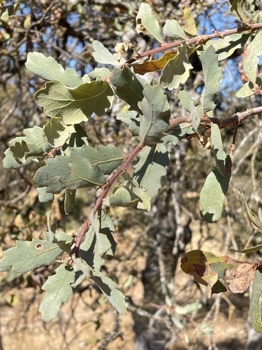 Quercus × eplingii (Epling's Oak) (alternate view 2)