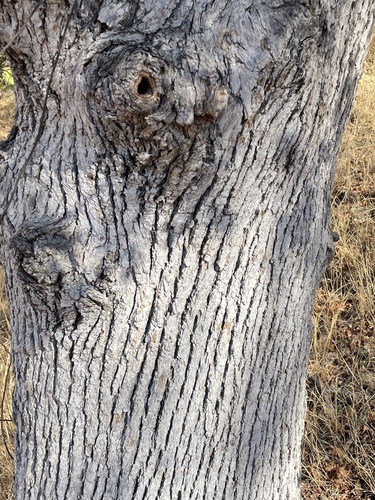 Quercus × eplingii (Epling's Oak) (alternate view 3)