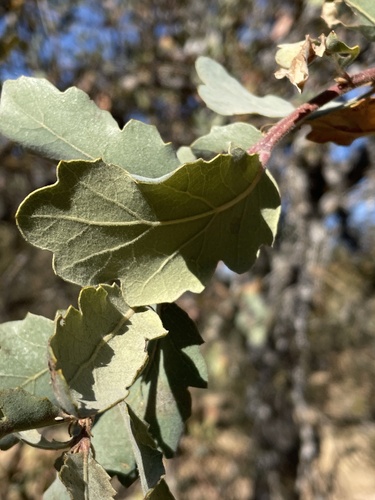 Quercus × eplingii (Epling's Oak)
