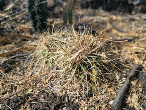Kroenleinia grusonii (golden barrel cactus) (alternate view 6)