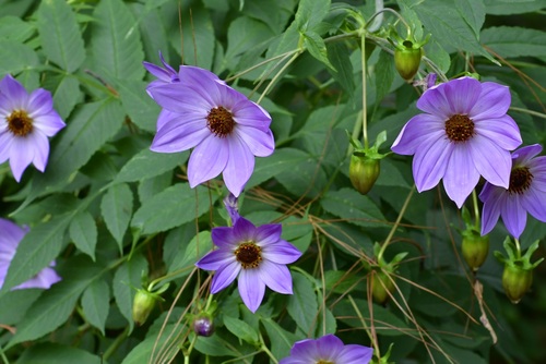 Dahlia (Dahlias) (alternate view 5)