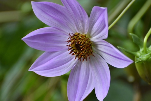 Dahlia (Dahlias) (alternate view 6)
