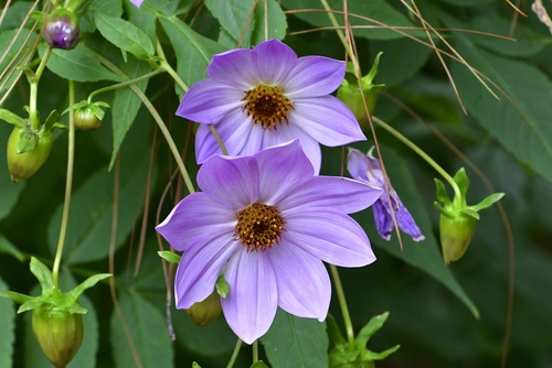 Dahlia (Dahlias) (alternate view 3)