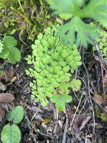Adiantum venustum (Himalayan maidenhair fern)