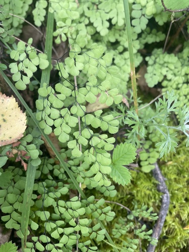 Adiantum venustum (Himalayan maidenhair fern) (alternate view 2)