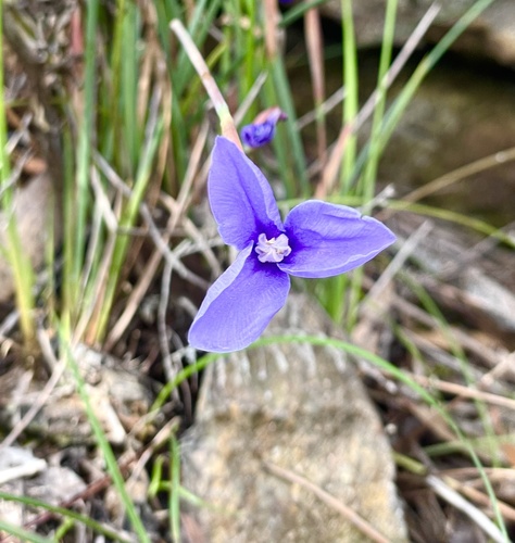 Patersonia fragilis (Short Purple-flag) (alternate view 9)