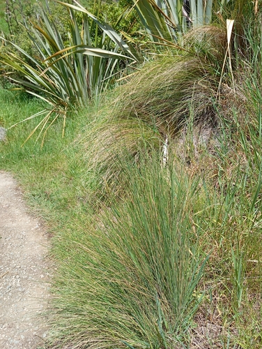 Poa labillardierei (common tussock grass)