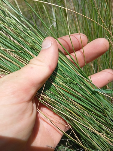 Poa labillardierei (common tussock grass) (alternate view 2)