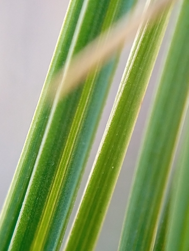 Poa labillardierei (common tussock grass) (alternate view 3)