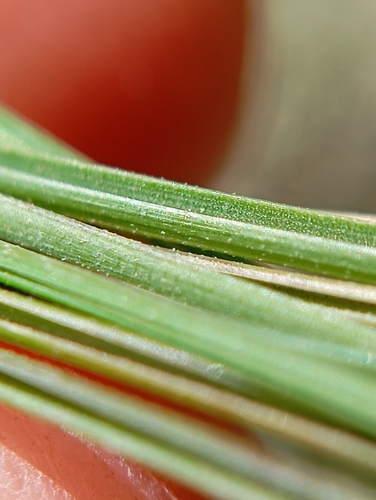 Poa labillardierei (common tussock grass) (alternate view 4)